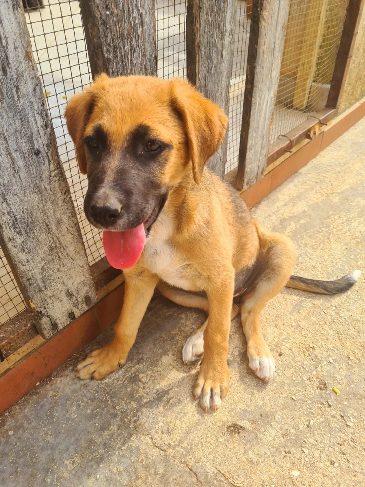 Noto, Mixed Breed (Hundehilfe Mariechen)