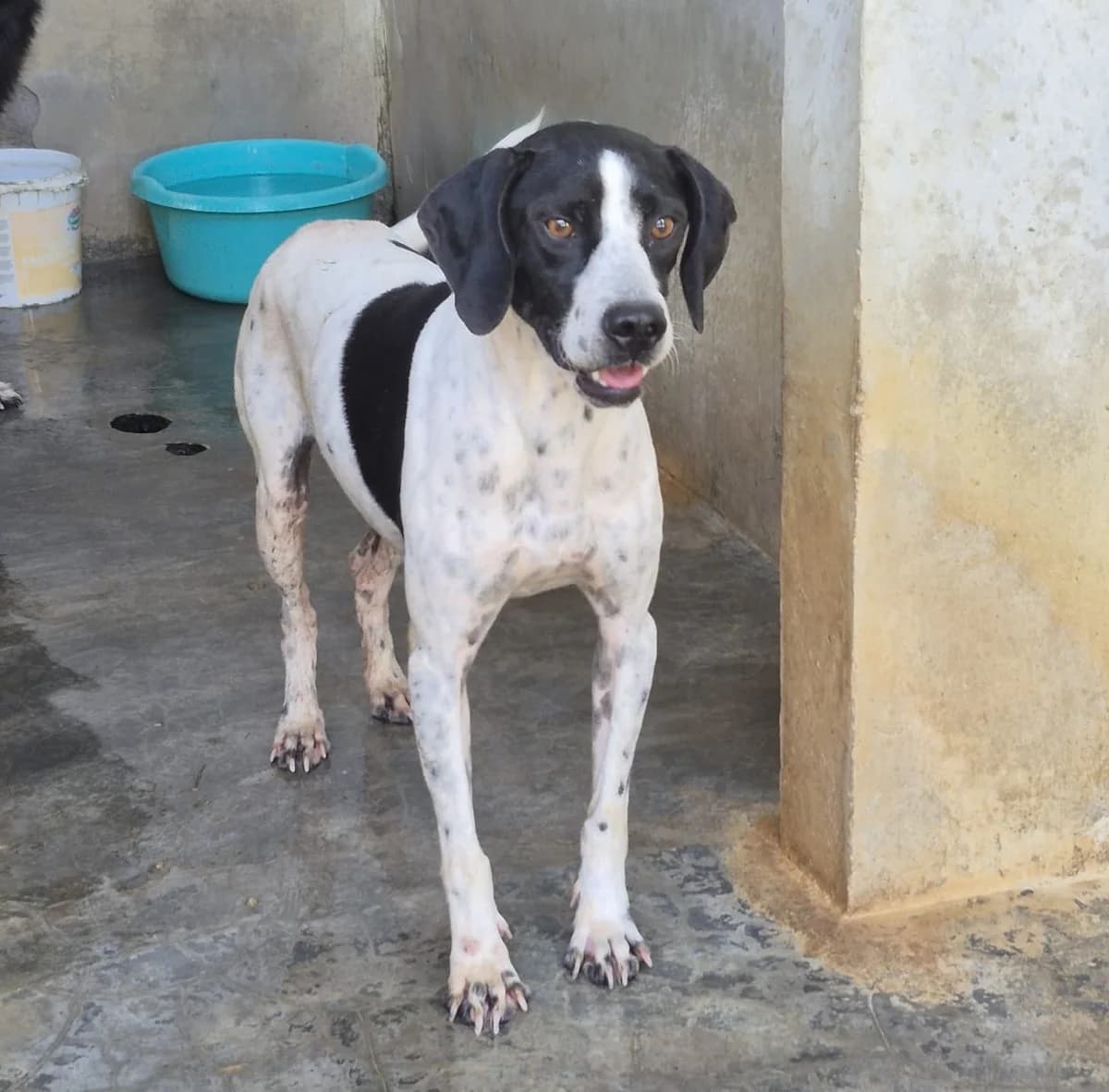 Osso, male 3yo Pointer for adoption at Hundehilfe Mariechen, Stadtsteinach