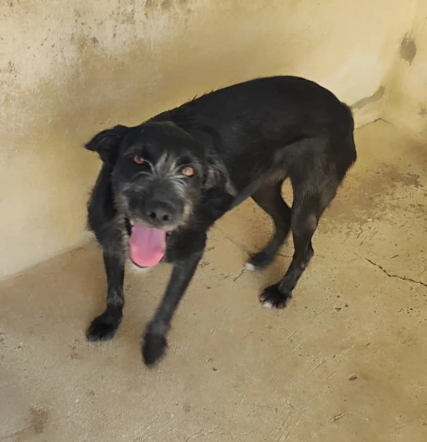 Pepsi, female young Mixed Breed for adoption at Hundehilfe Mariechen, Stadtsteinach