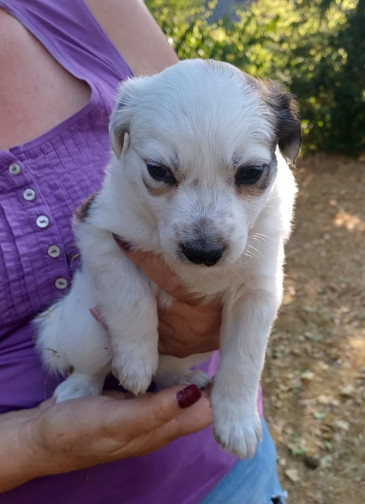 Poppy, female puppy Mixed Breed for adoption at Hundehilfe Mariechen, Stadtsteinach