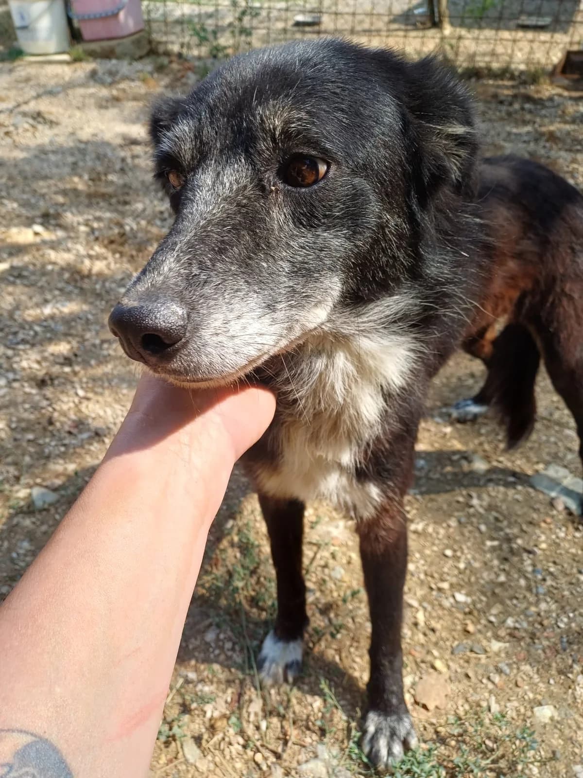 Randa, female 7yo Border Collie for adoption at Hundehilfe Mariechen, Stadtsteinach