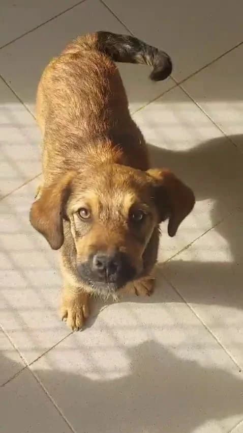 Rene, Mixed Breed (Hundehilfe Mariechen)