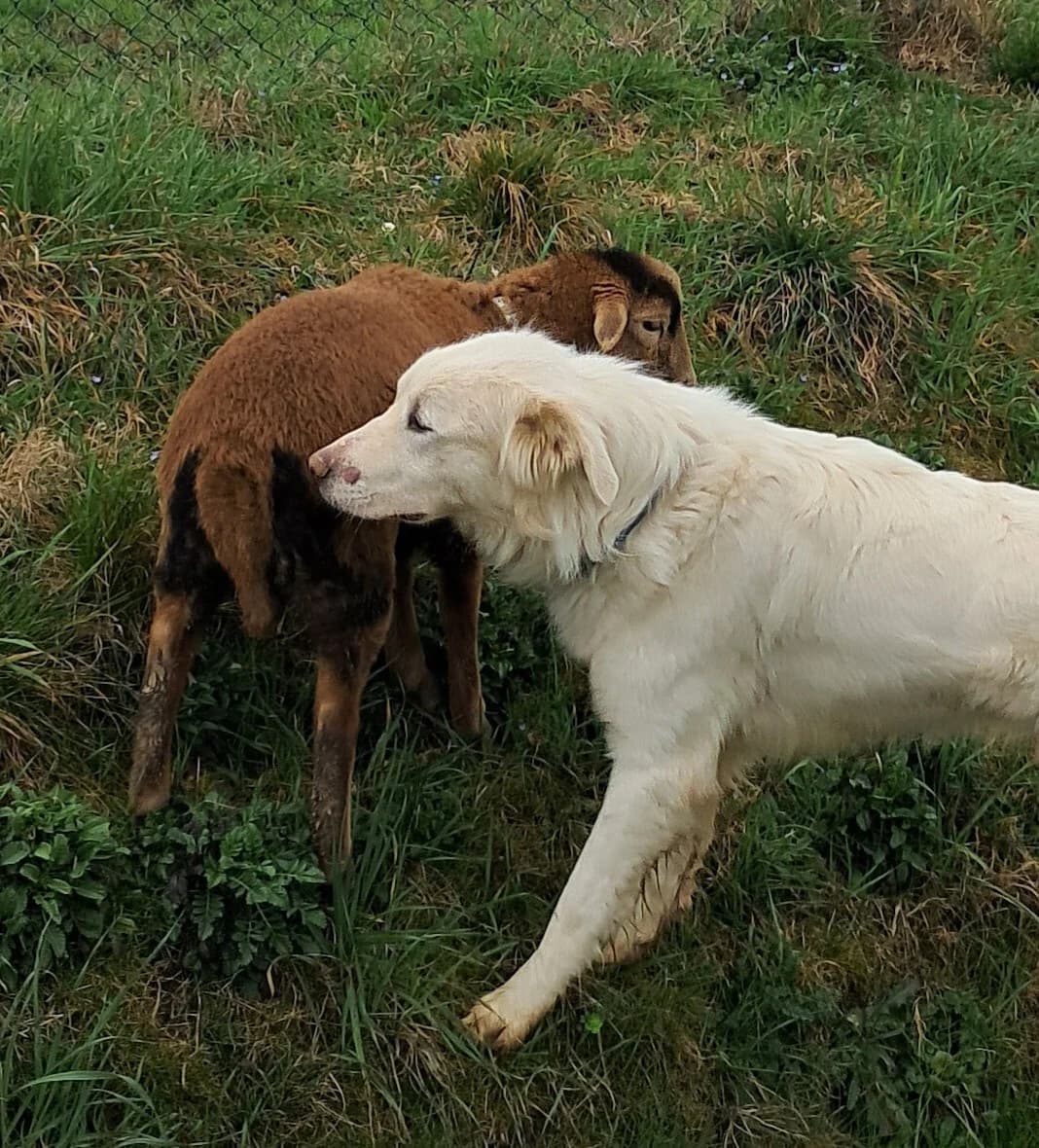 Rio, male young Golden Retriever for adoption at Hundehilfe Mariechen, Stadtsteinach