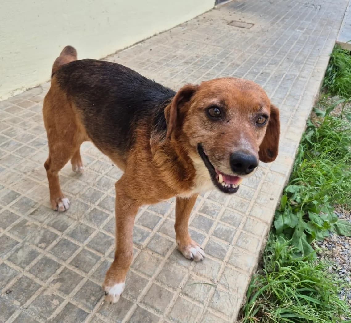 Rochy, Mixed Breed (Hundehilfe Mariechen)