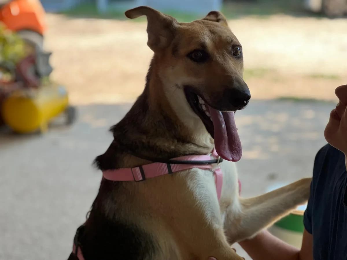 Rosy, female 5yo German Shepherd for adoption at Hundehilfe Mariechen, Stadtsteinach