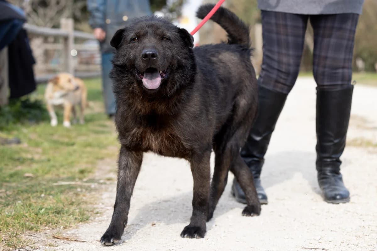 Rufus, male senior Mixed Breed for adoption at Hundehilfe Mariechen, Stadtsteinach