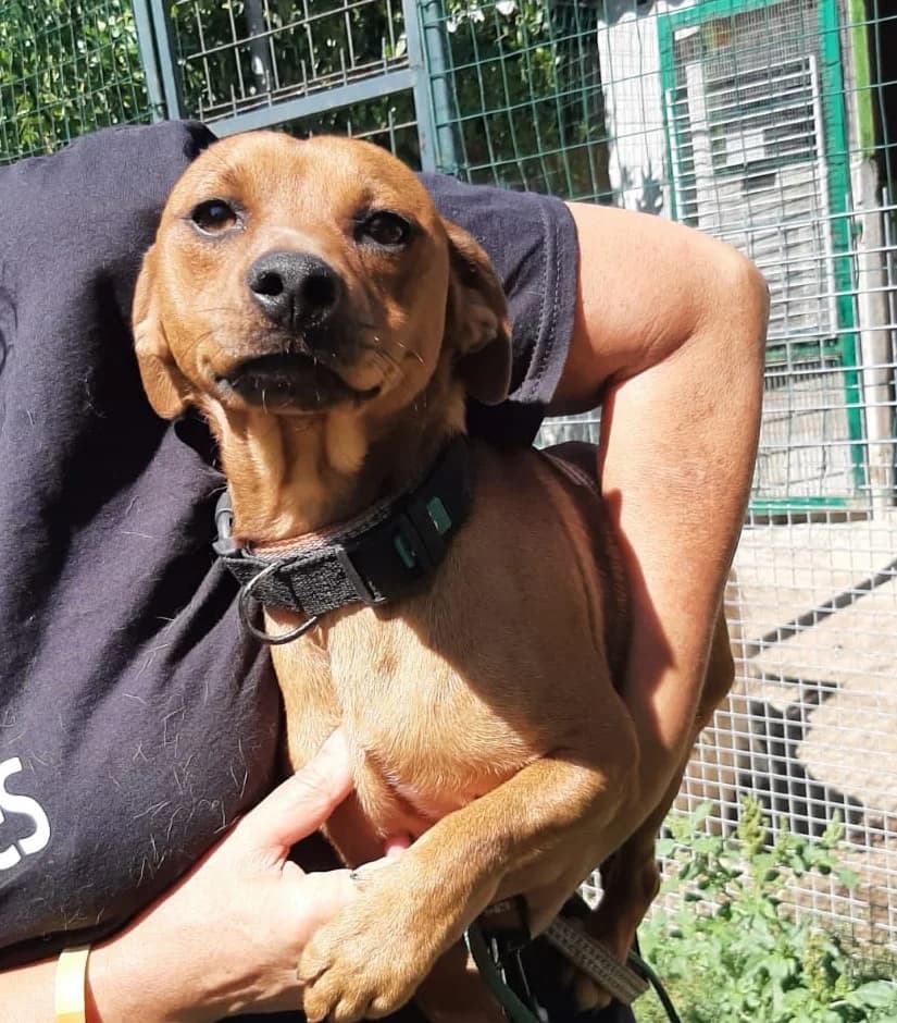 Sali, male 5yo Dachshund for adoption at Hundehilfe Mariechen, Stadtsteinach