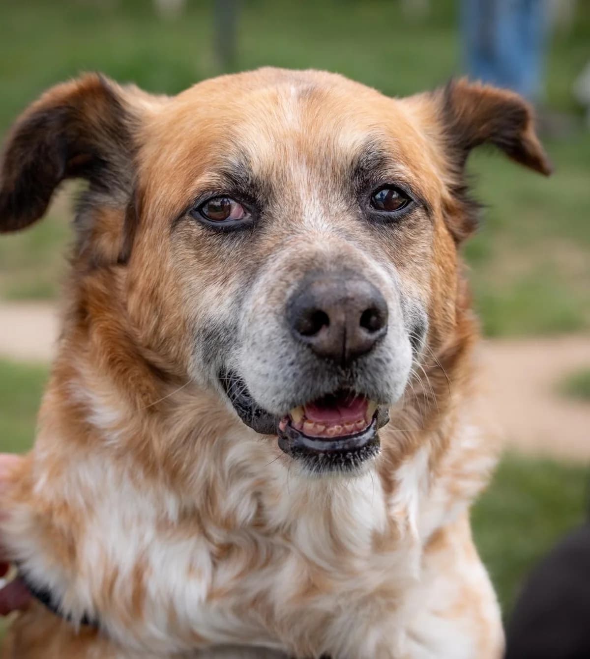 Salvo, Mixed Breed (Hundehilfe Mariechen)