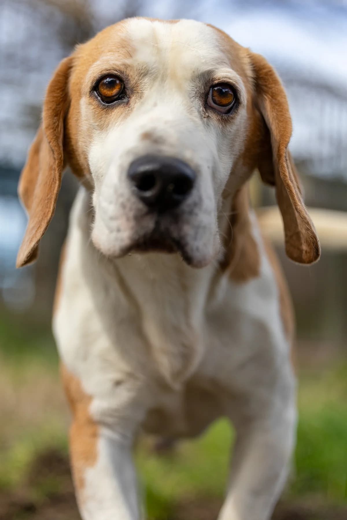 Sam, male 6yo Beagle for adoption at Hundehilfe Mariechen, Stadtsteinach