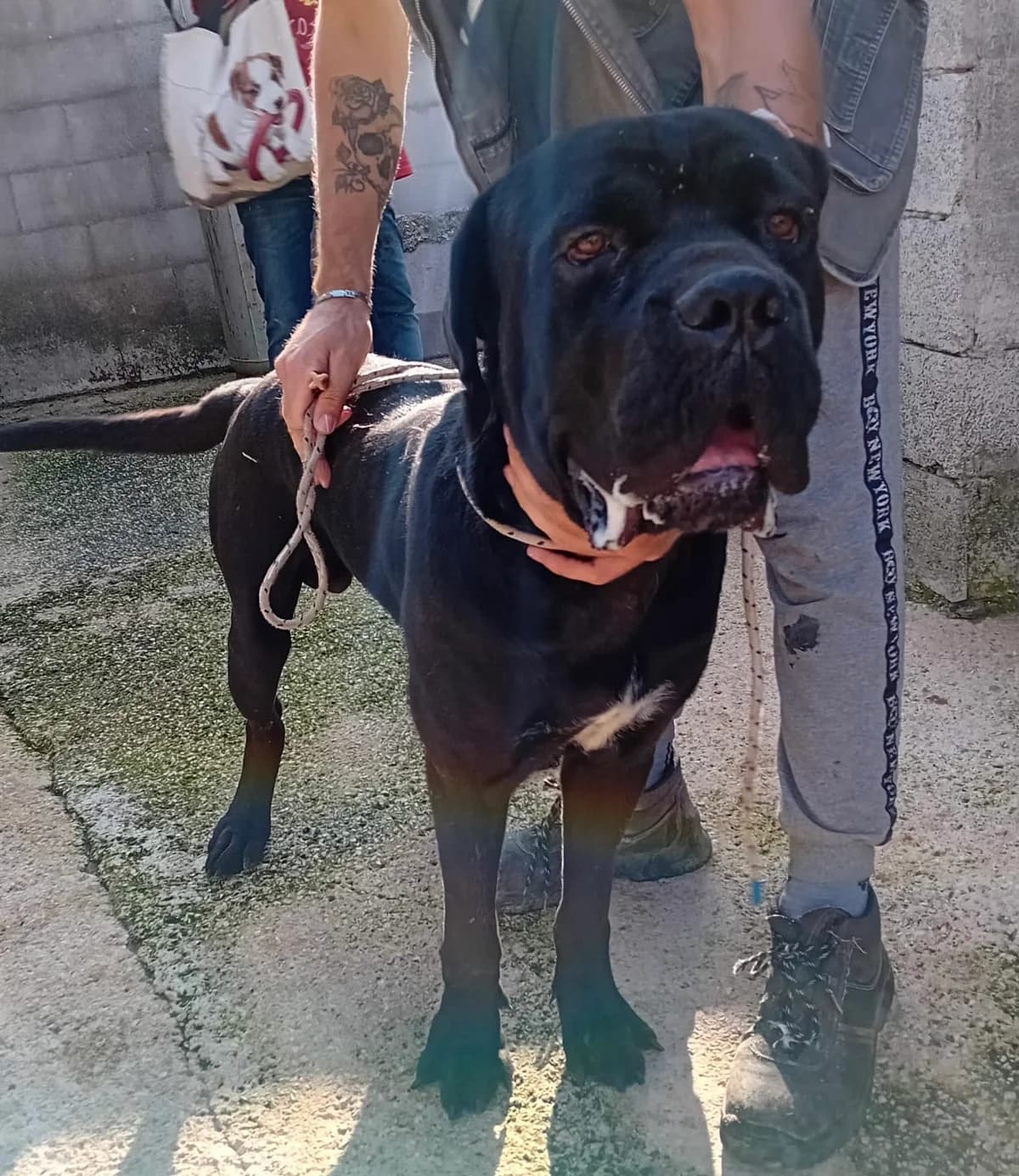 Samir, male 3yo Cane Corso for adoption at Hundehilfe Mariechen, Stadtsteinach