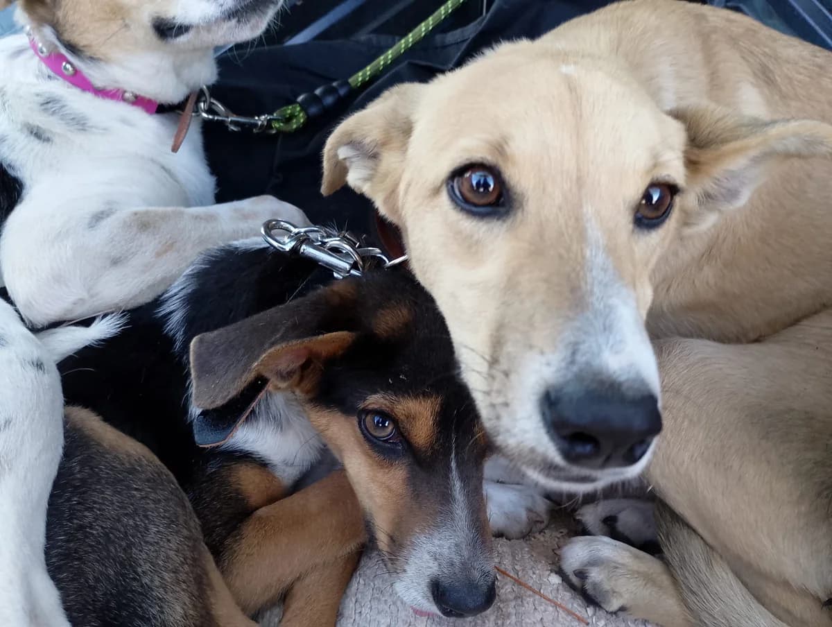 Sari, female young Mixed Breed for adoption at Hundehilfe Mariechen, Stadtsteinach