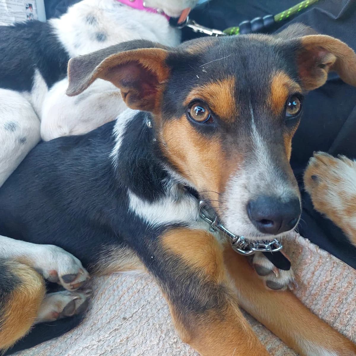 Sirko, Mixed Breed (Hundehilfe Mariechen)