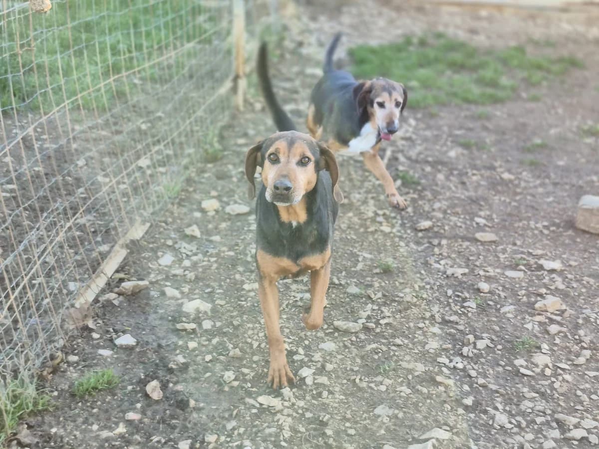 Sol, Mixed Breed (Hundehilfe Mariechen)