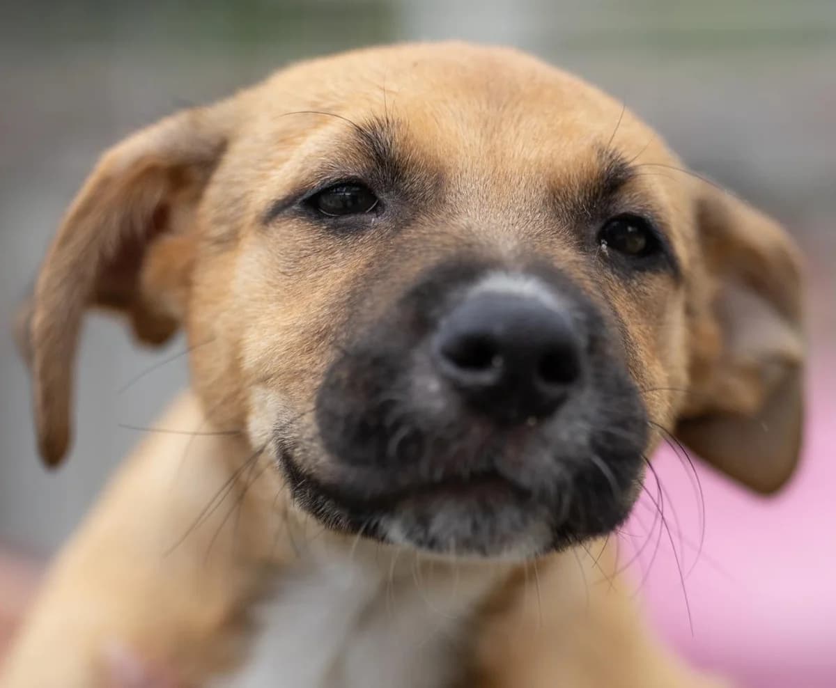 Sol, female puppy Mixed Breed for adoption at Hundehilfe Mariechen, Stadtsteinach