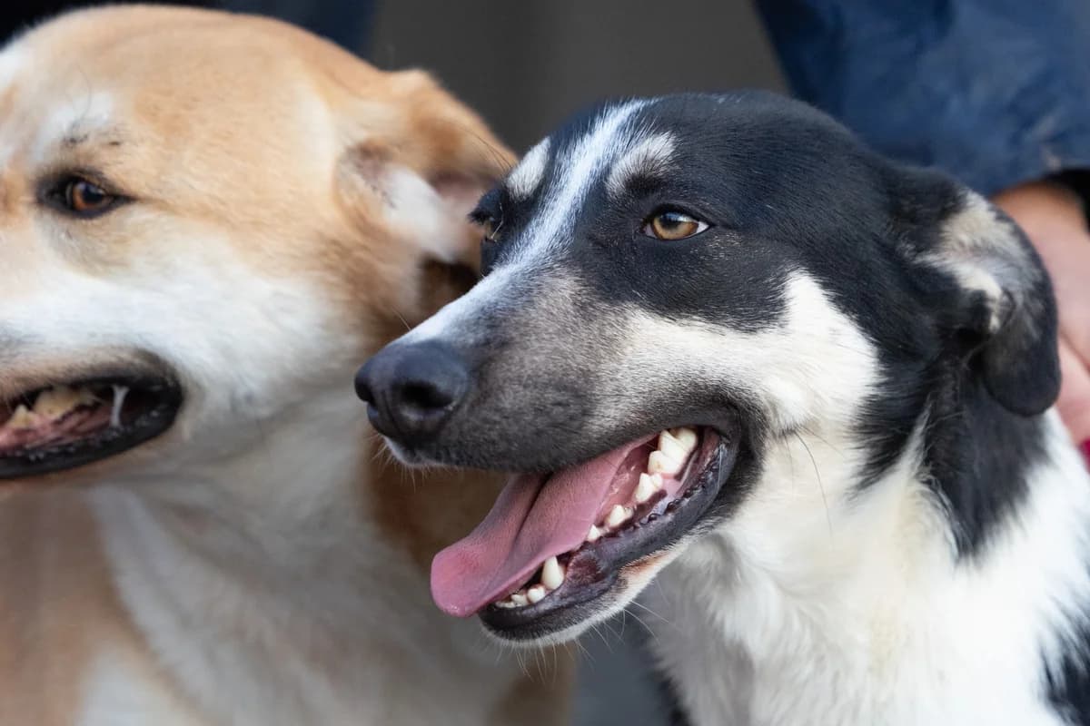 Tekla, Mixed Breed (Hundehilfe Mariechen)