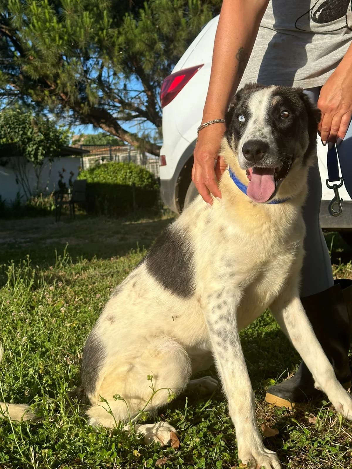 Tesla, Mixed Breed (Hundehilfe Mariechen)