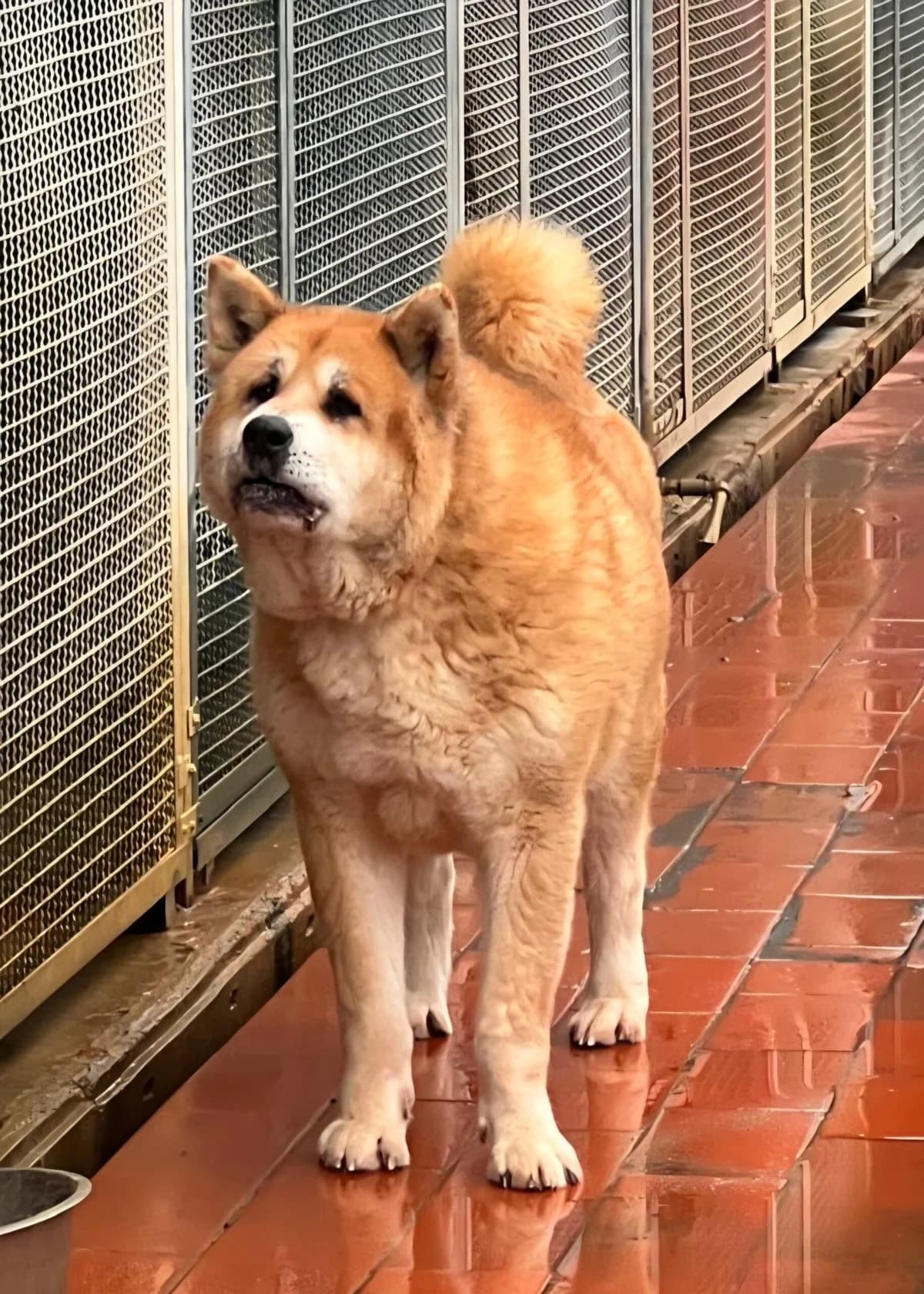 Till/Titan, male senior Akita for adoption at Hundehilfe Mariechen, Stadtsteinach