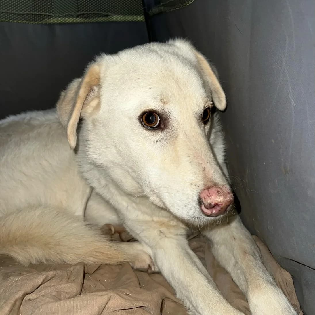 Ugo, Mixed Breed (Hundehilfe Mariechen)