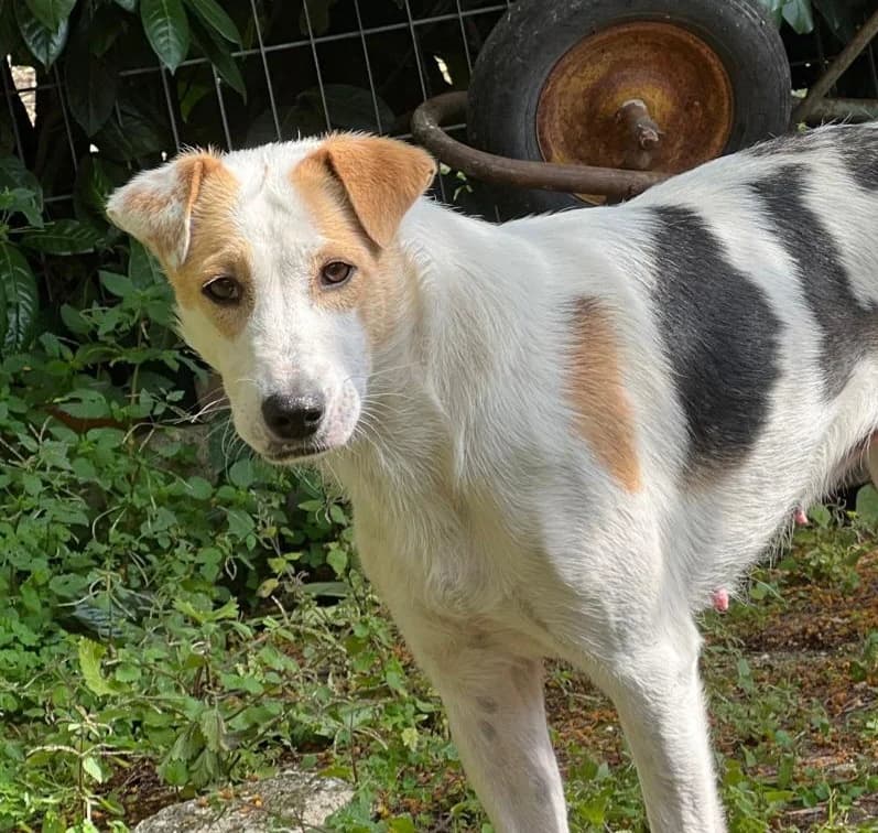Vera, Mixed Breed (Hundehilfe Mariechen)