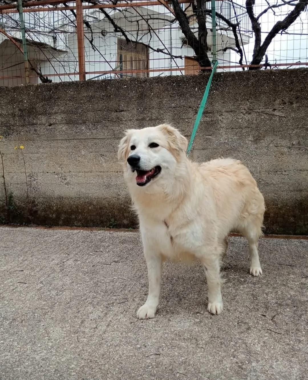 Wholf, male 4yo Mixed Breed for adoption at Hundehilfe Mariechen, Stadtsteinach
