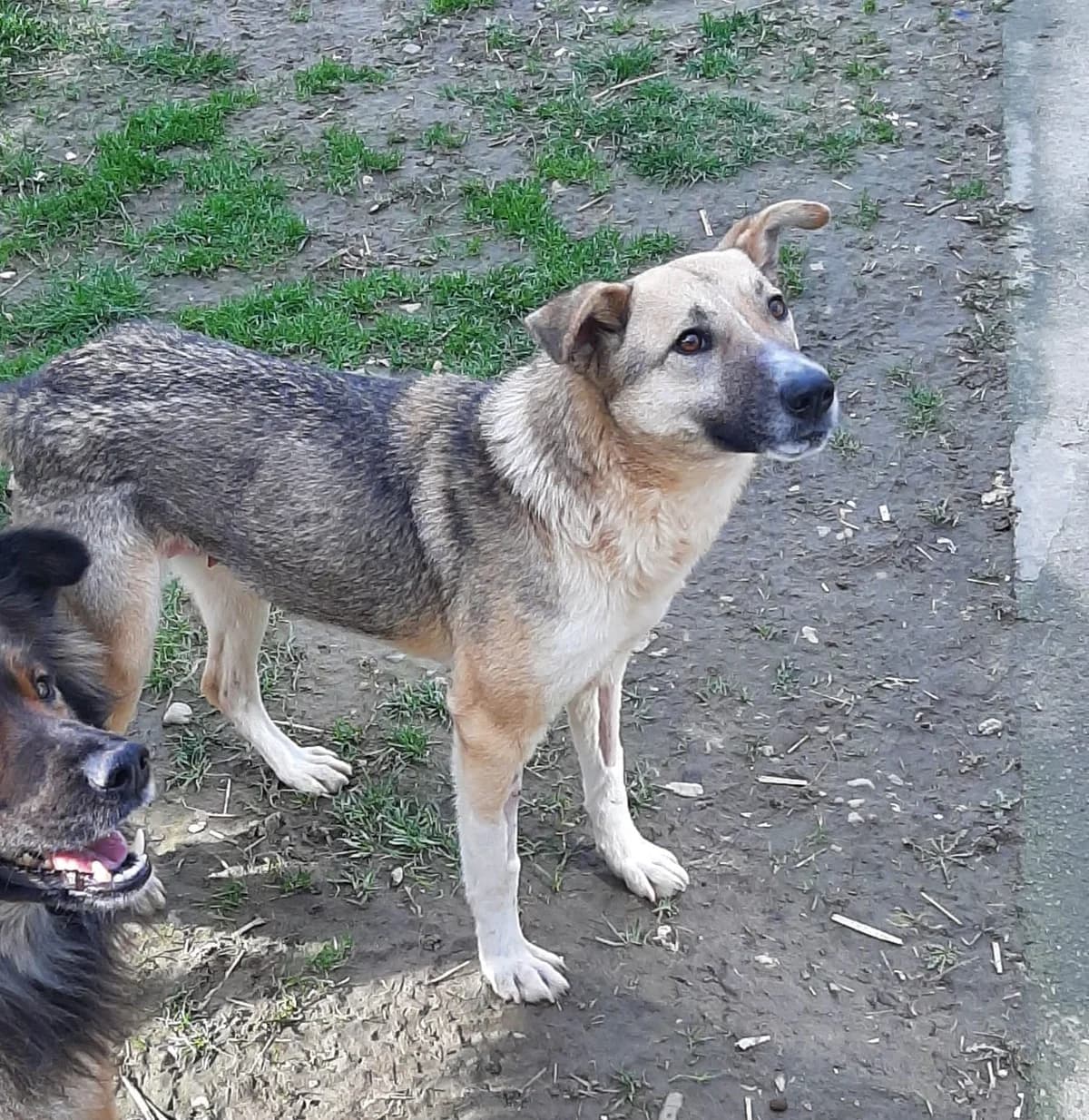 Yuki, female 5yo Mixed Breed for adoption at Hundehilfe Mariechen, Stadtsteinach