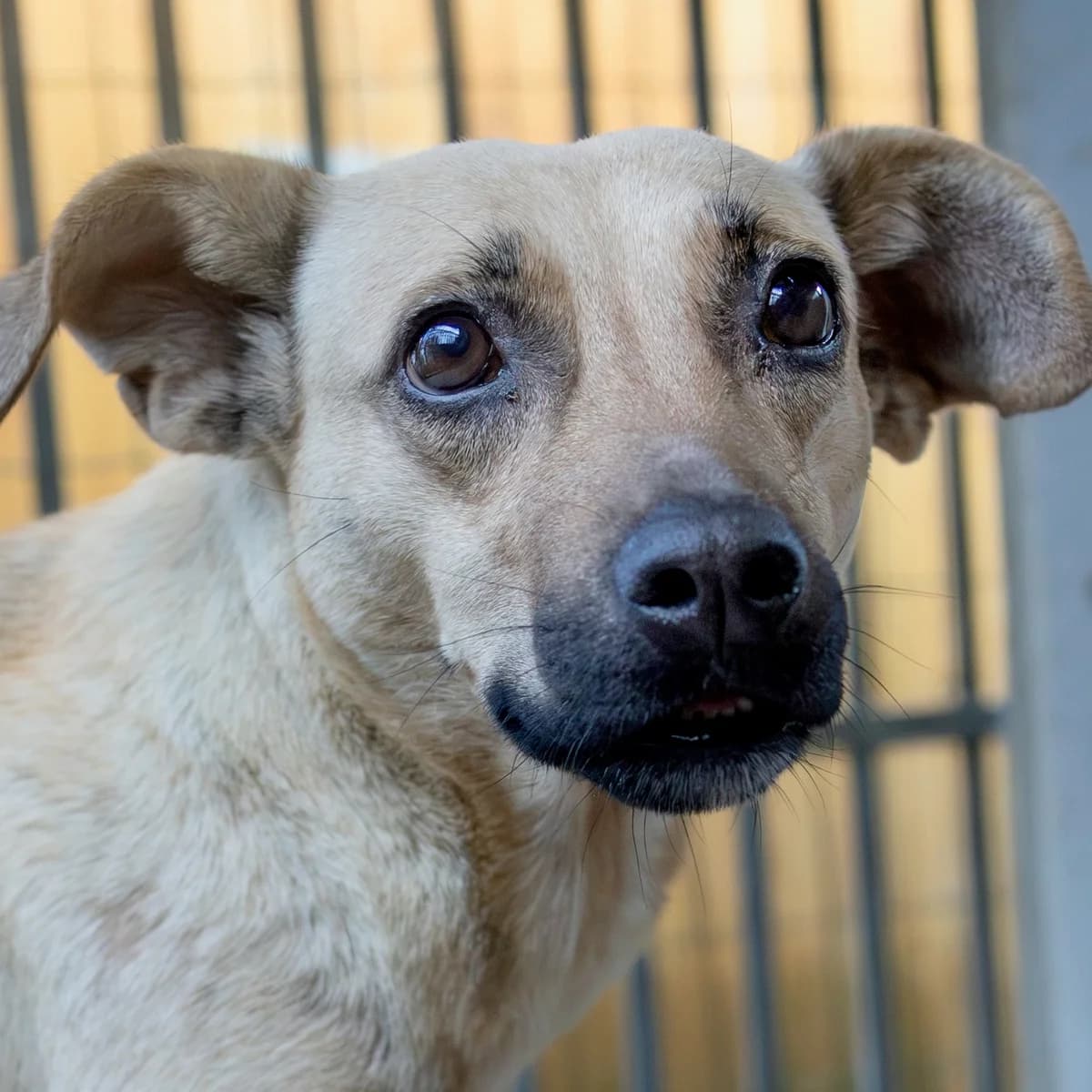 Zaira, female 4yo Mixed Breed for adoption at Hundehilfe Mariechen, Stadtsteinach