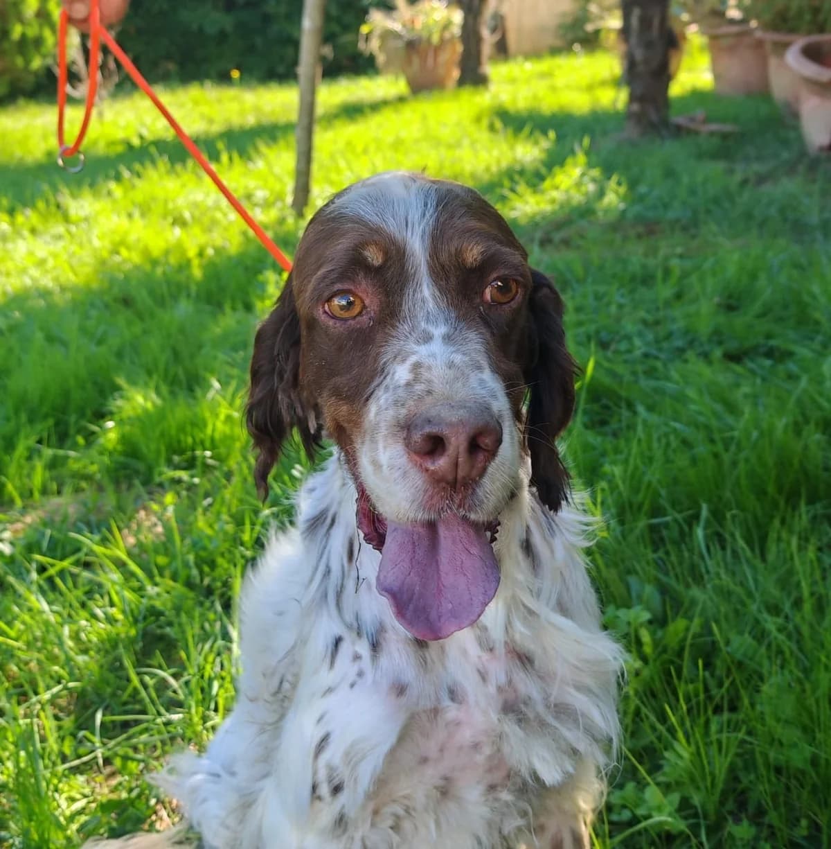 Zet, male senior English Setter for adoption at Hundehilfe Mariechen, Stadtsteinach