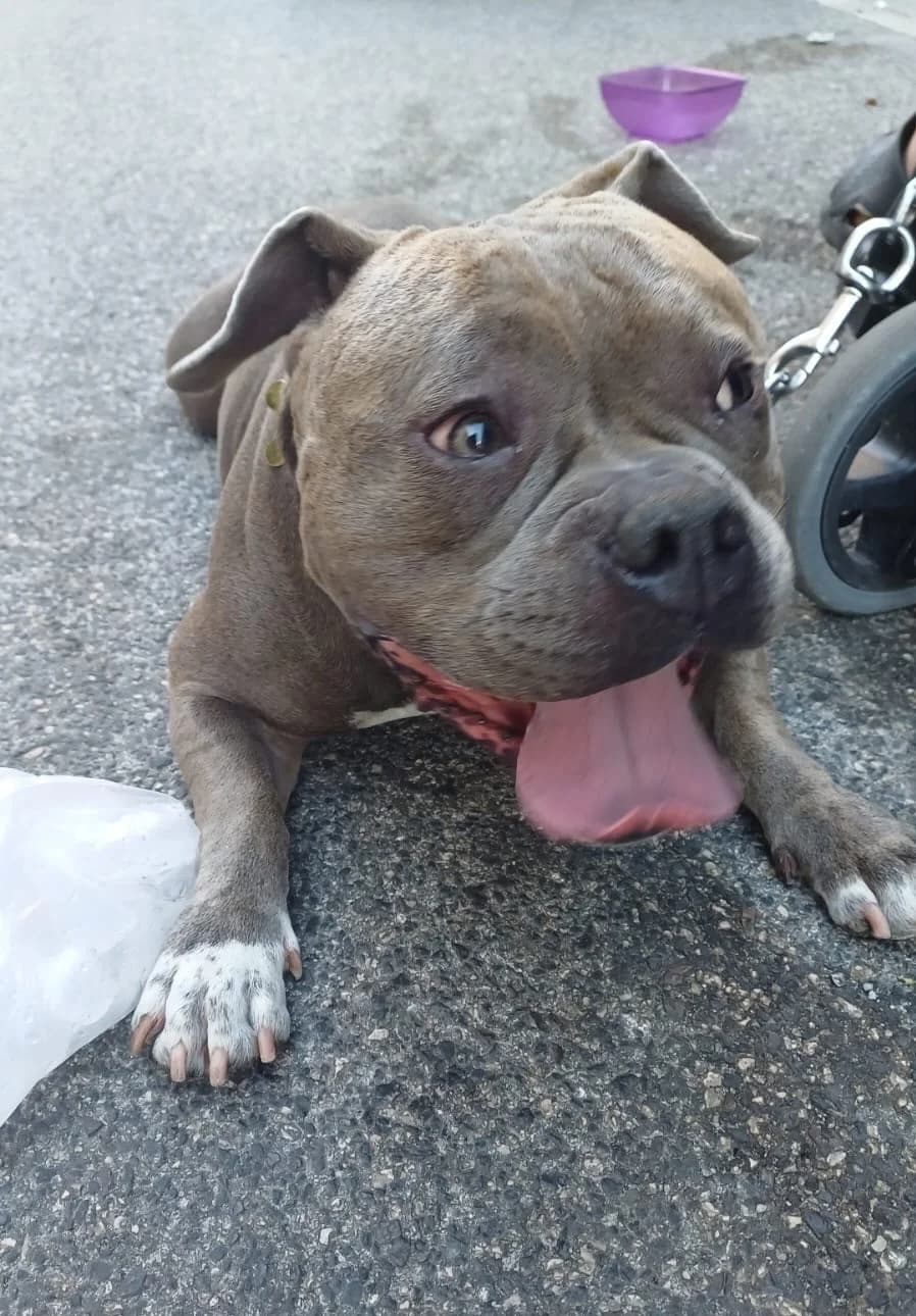 Zoe, female 5yo mixed breed for adoption at Hundehilfe Mariechen, Stadtsteinach