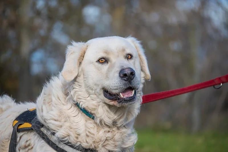 Albin, male Mixed Breed for adoption at Hundehilfe Marika e.V.