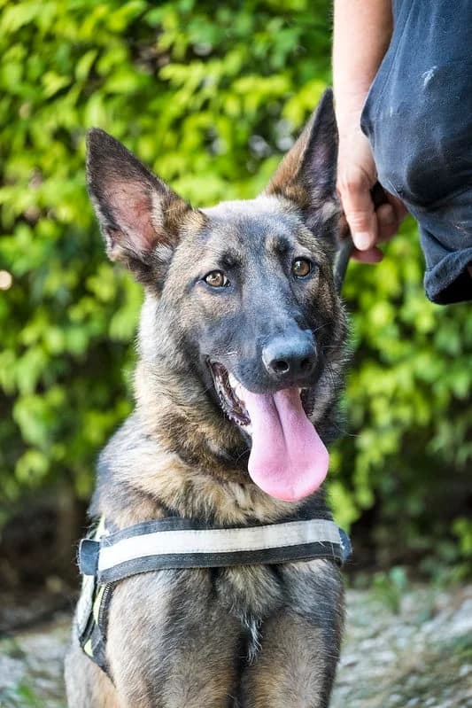 Alfa, female 3yo Mixed Breed for adoption at Hundehilfe Marika e.V.