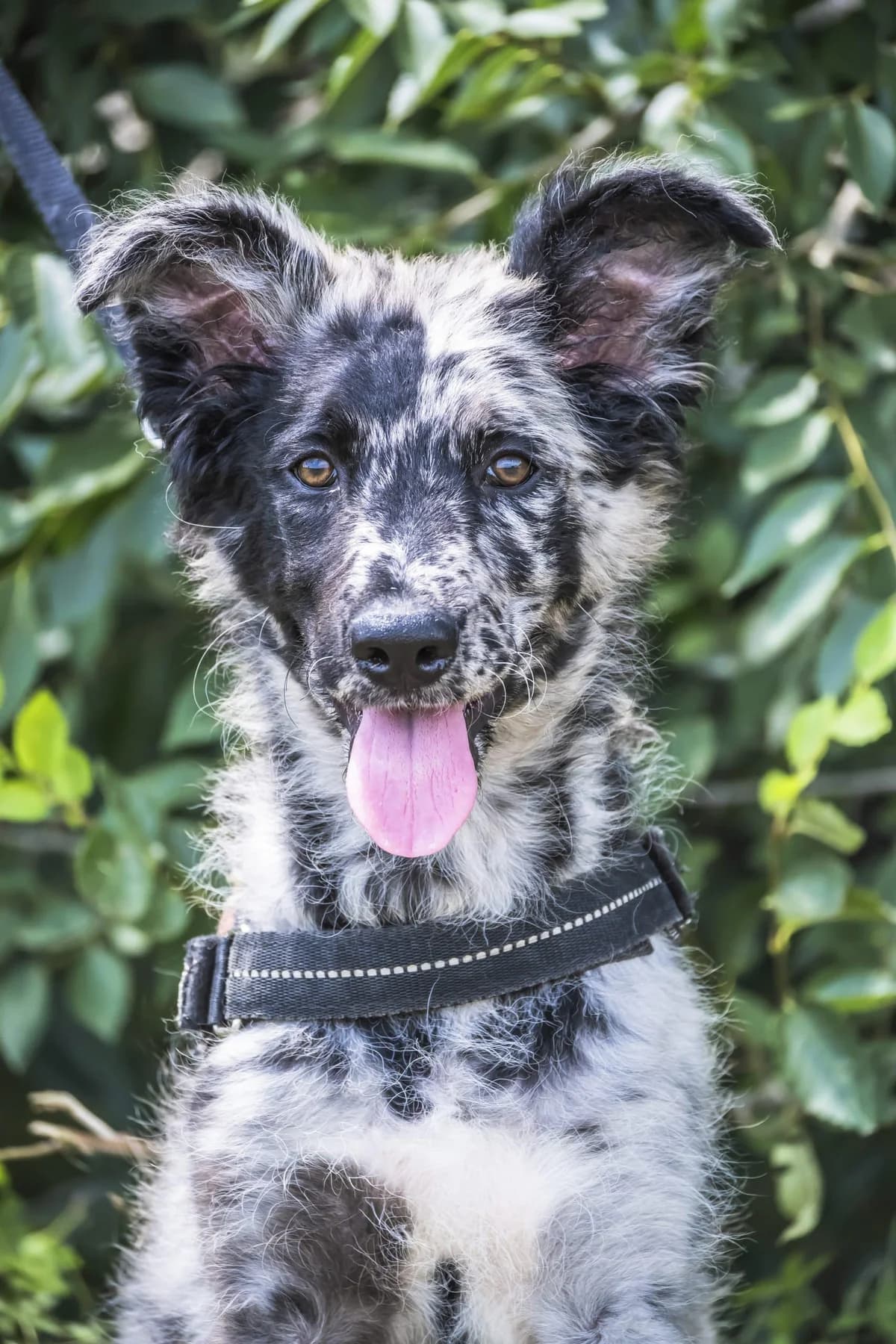 Amal, female 3yo Mixed Breed for adoption at Hundehilfe Marika e.V.