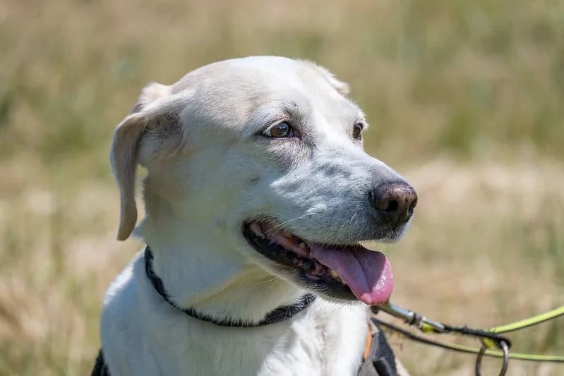 Ancika, female Labrador Retriever for adoption at Hundehilfe Marika e.V.