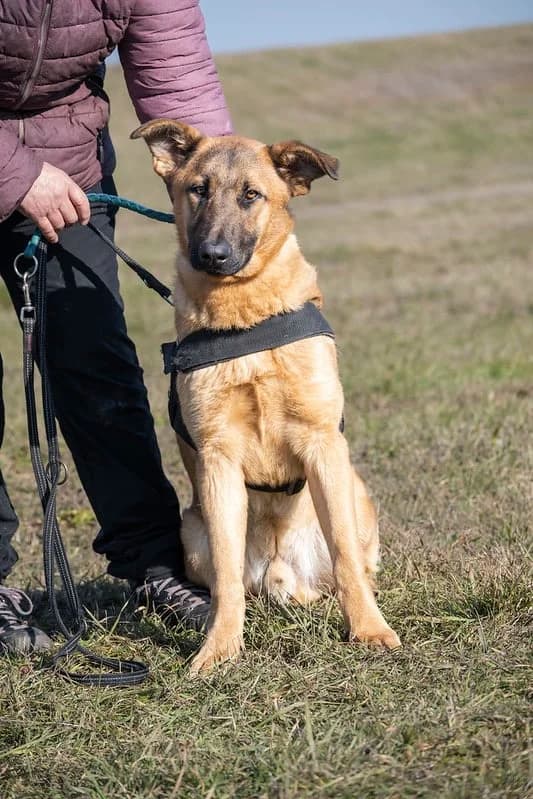 Anton, male German Shepherd for adoption at Hundehilfe Marika e.V.