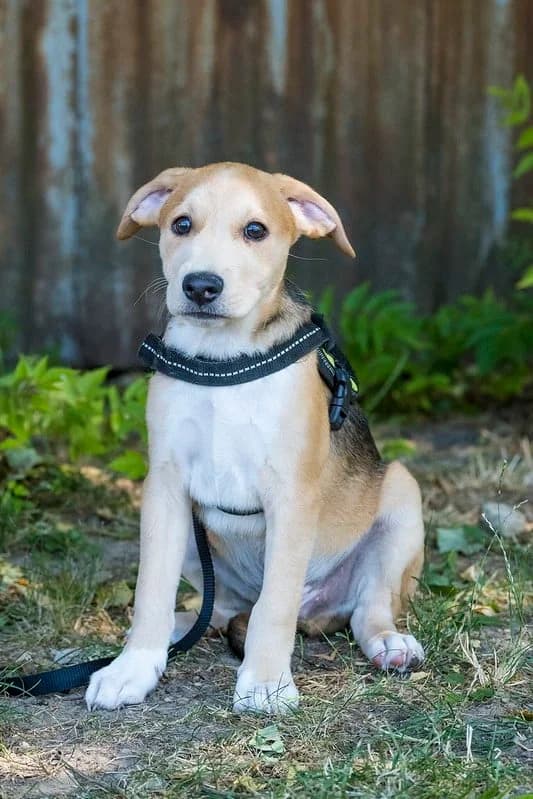 Bailey, male young Beagle for adoption at Hundehilfe Marika e.V.