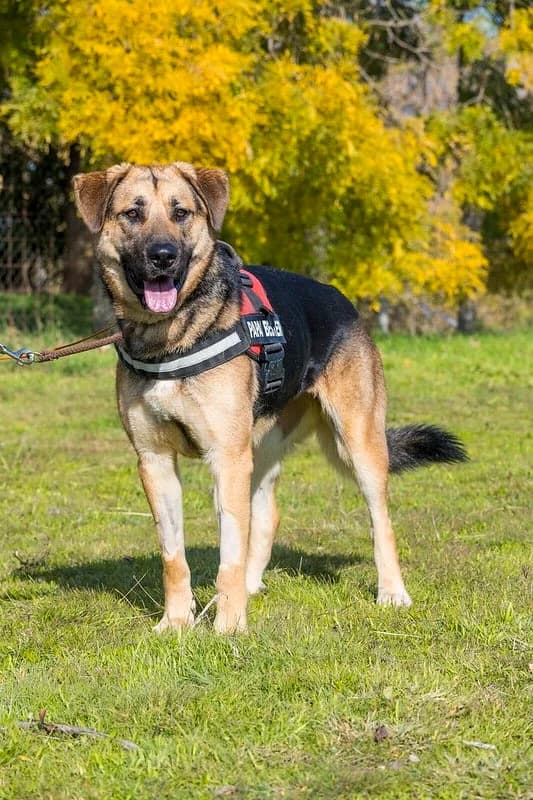 Bella, female German Shepherd for adoption at Hundehilfe Marika e.V.