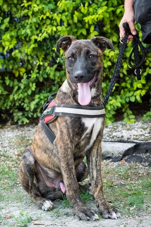 Bentley, male young Mixed Breed for adoption at Hundehilfe Marika e.V.