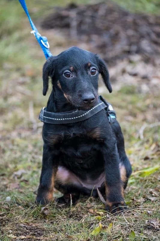 Bibi, female puppy Mixed Breed for adoption at Hundehilfe Marika e.V.