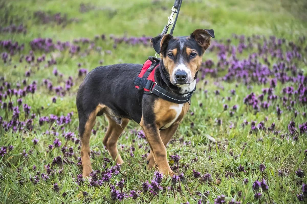 Bobek, male Jack Russell Terrier for adoption at Hundehilfe Marika e.V.