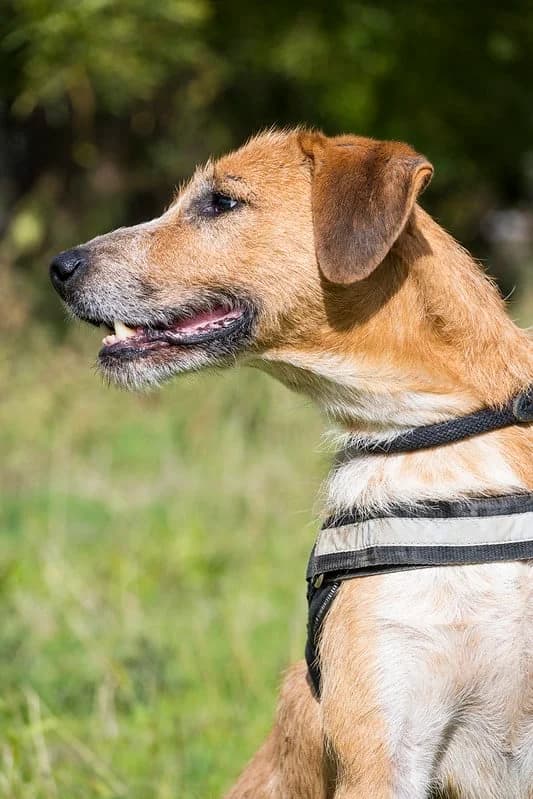 Bobi, male senior Mixed Breed for adoption at Hundehilfe Marika e.V.
