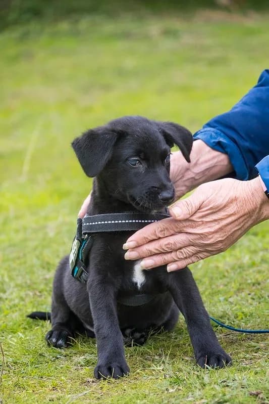 Bobo, male Labrador Retriever for adoption at Hundehilfe Marika e.V.