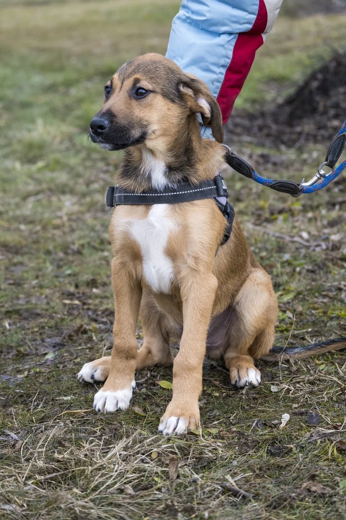 Botond, male young Mixed Breed for adoption at Hundehilfe Marika e.V.