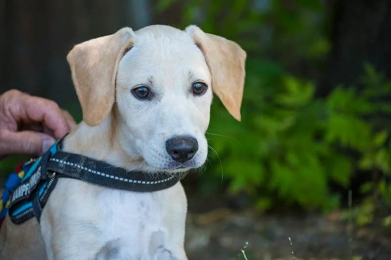 Bubbles, male young Beagle for adoption at Hundehilfe Marika e.V.