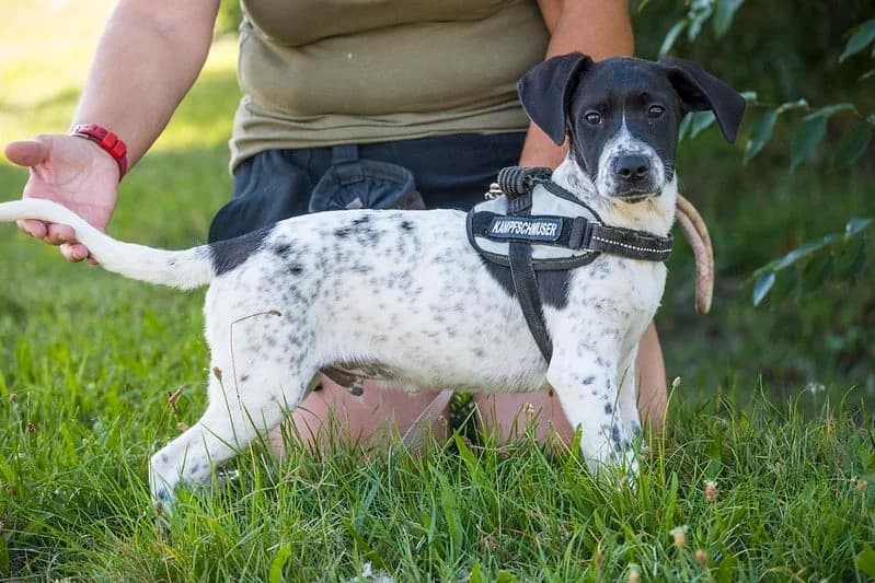 Buck, male 3yo Mixed Breed for adoption at Hundehilfe Marika e.V.