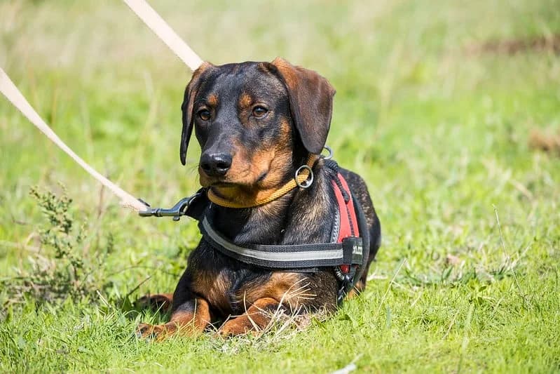Bütyök, male Dachshund for adoption at Hundehilfe Marika e.V.
