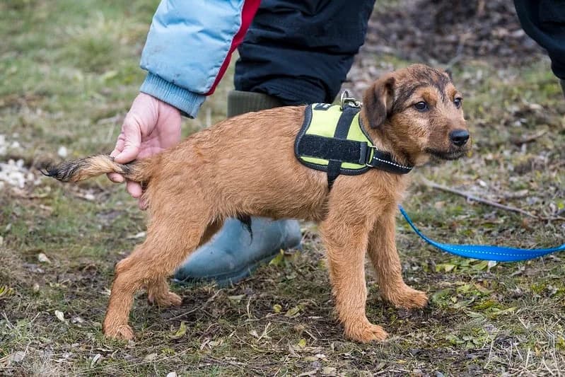 Bukfenc, male Mixed Breed for adoption at Hundehilfe Marika e.V.
