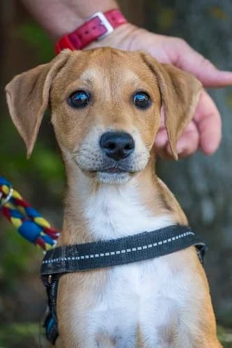 Buster, male young Beagle for adoption at Hundehilfe Marika e.V.