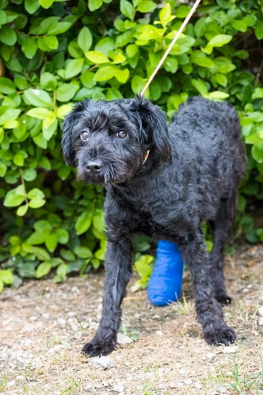 Cuki, male Mixed Breed for adoption at Hundehilfe Marika e.V.