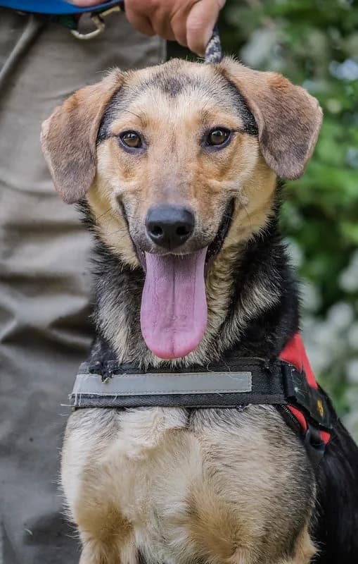 Dalma, female German Shepherd for adoption at Hundehilfe Marika e.V.