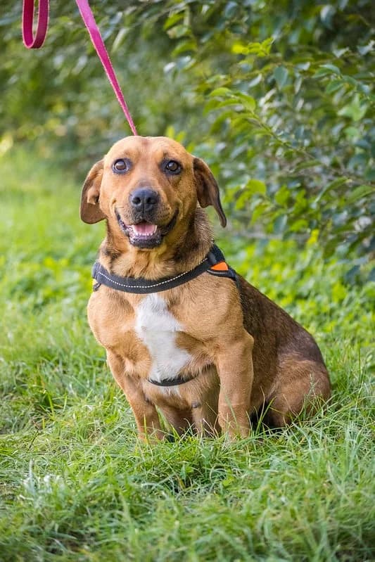 Dee Dee, female puppy Mixed Breed for adoption at Hundehilfe Marika e.V.