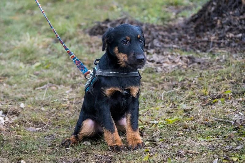 Dugo, male Mixed Breed for adoption at Hundehilfe Marika e.V.